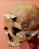 Anasazi-skull-of-a-20-year-old-woman.webp