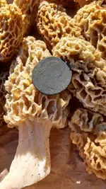 unnamed (7).webp