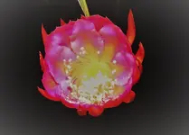 DSCN0722c.webp