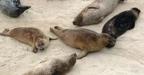 seals.webp