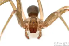 brown_recluse1-XL_AlexWild.webp