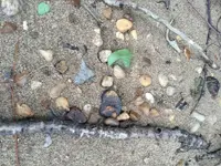 ImageUploadedByTreasureNet.com1495556606.056828.webp ImageUploadedByTreasureNet.com1495556606.056828.webp