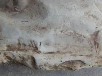 DSCN6580.webp