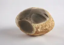 Wyandotte_chert_nodule.webp
