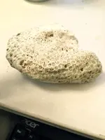 Star Coral Fossil.webp