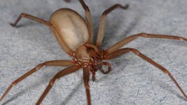 brown-recluse-spider-sized.jpg
