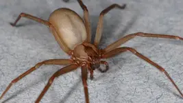 brown-recluse-spider-sized.webp