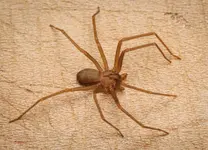 loxosceles-reclusa-16.webp