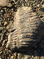 Fossilized wood D.webp
