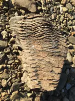 Fossilized wood C.webp