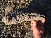 Fossilized wood B.webp
