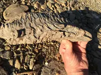 Fossilized wood A.webp