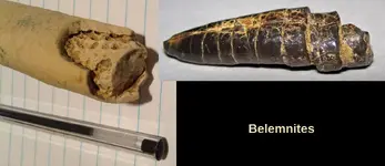 Belemnites.webp