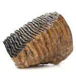 fossil-mammoth-_7202_7018_1.webp