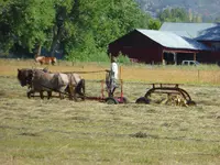 hay rake horse.webp