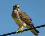 birds 053117 1.webp