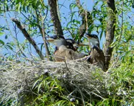 birds 053117 2.webp