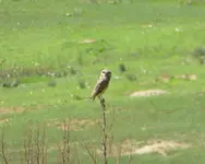 birds 053117 3.webp