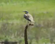 birds 053117 4.webp