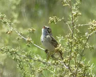 birds 053117 5.webp
