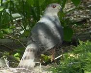 birds 053117 6.webp