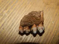 DSCN6066.webp