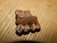 DSCN6069.webp
