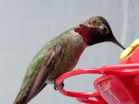 hummer2A.webp hummer2A.webp
