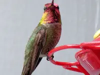 hummer1A.webp hummer1A.webp