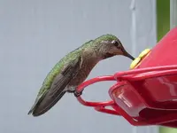 hummer3A.webp hummer3A.webp