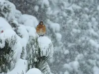 Robin1.webp