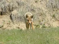 coyote 053117 1.webp