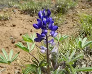 plants 052417 1.webp