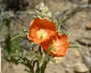 plants 052417 3.webp