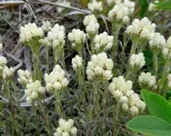 plants 052417 4.webp