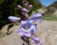 plants 052417 5.webp
