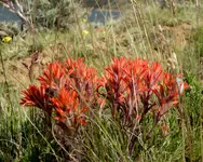 plants 052417 6.webp