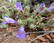 plants 052417 7.webp