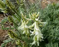 plants 052417 8.webp