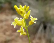 plants 052417 9.webp