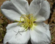 plants 052417 10.webp