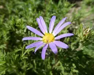 plants 053117 1.webp