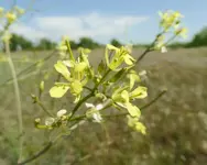 plants 053117 2.webp