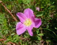 plants 053117 3.webp