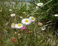plants 053117 4.webp
