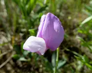 plants 053117 5.webp