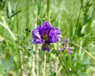 plants 053117 6.webp