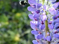 LupineA1.webp
