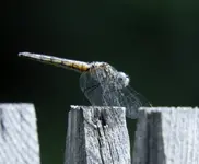 K1600_DSCN3394.webp