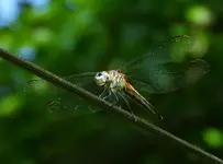 DSCN3520.webp
